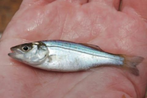 Are Striped Bass Regulations Really Working?