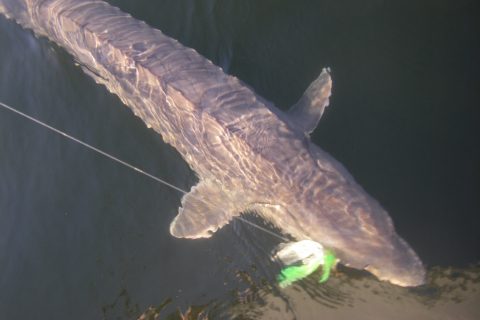 Catching a Merrimack River Sturgeon