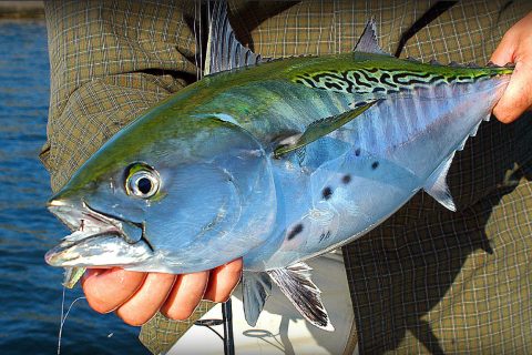 How to Catch Bonito and Albies From Shore