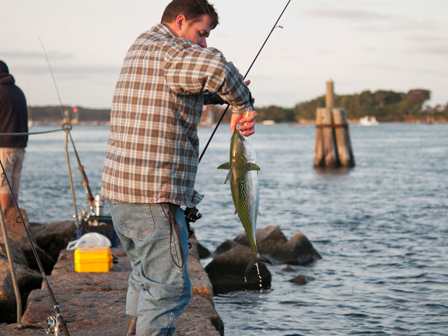 false albacore from shore