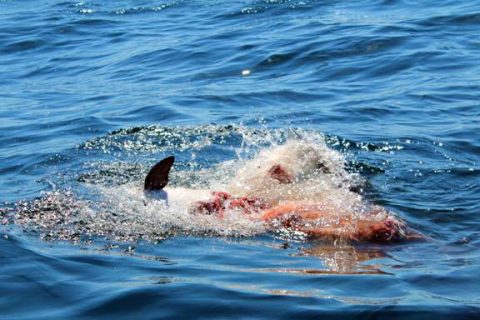 Mako vs Dolphin Off Block Island
