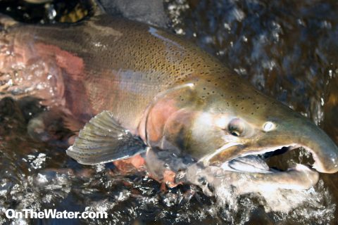 Fishing New York’s Famous Salmon River
