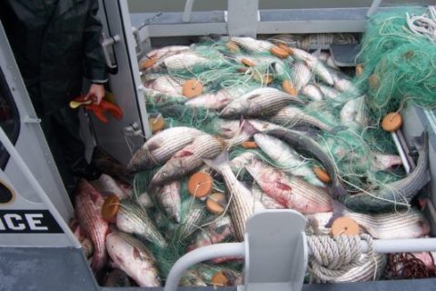 Striped Bass Poachers Banned for Life From Striper Fishing