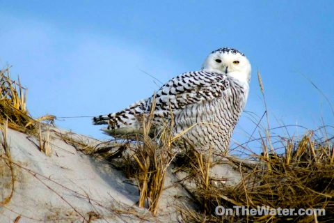 Snowy Owls a Welcome Winter Sight