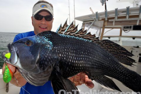 2014 MA Fluke, Scup and Black Sea Bass Regulations Announced