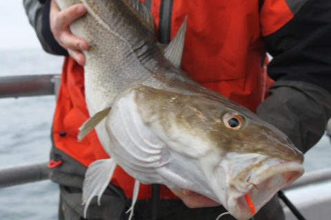 New 2014 Gulf of Maine Cod and Haddock Regulations