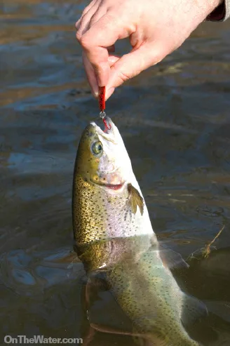 Kettle Pond Trout