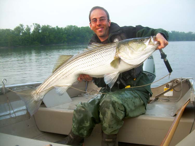 Big baitfish draw big striped bass up into the Connecticut River every spring. The author caught and released this 46-inch striper in May 2012.