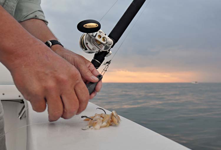 Big globs of surf clams are the author's bait of choice.