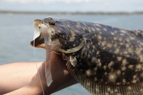 Paying attention to your chartplotter while fishing and moving from spot to spot is of utmost importance for discovering new pieces to fish on.