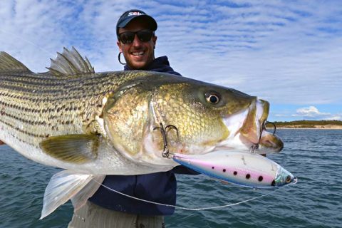 Tips & Tricks for Herring Run Stripers