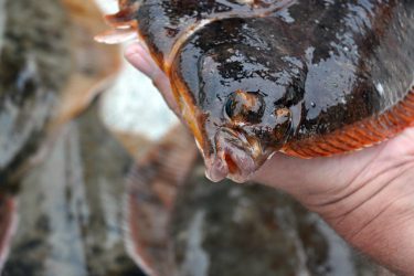 South Shore Flounder Fishing