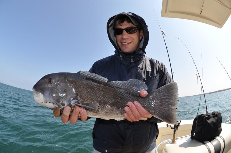 Tautog in the 2-3 pound range put up an excellent early-season fight.