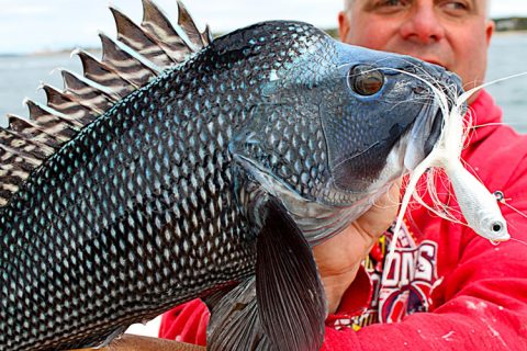 New Massachusetts Recreational Fishing Limits For Fluke, Black Sea Bass, Scup And Tautog