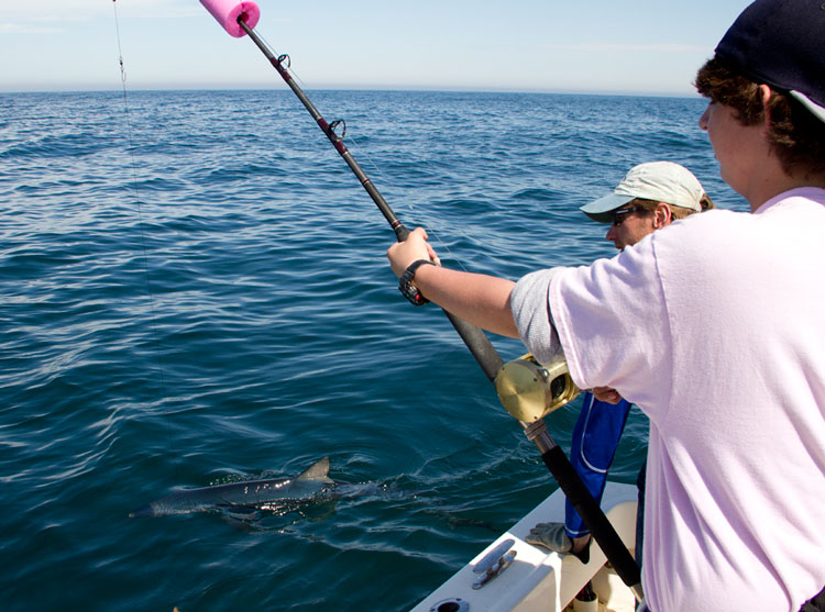 14 year old Placido Amendolia catching and tagging one of four blue shark they caught this week fishing with Captain Greg Metzger.