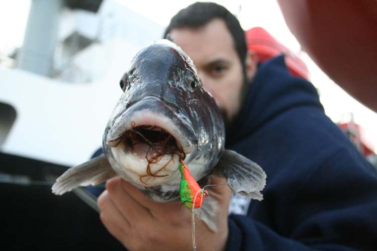 Locations like dock yards provide ample structure for tautog and are a good bet for early season action.