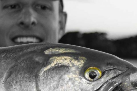 Sympathy for the Yellow Eyed Devil