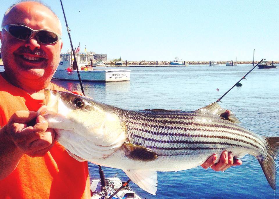 Kevin Vigneault caught this striper this week on chunk mackerel.