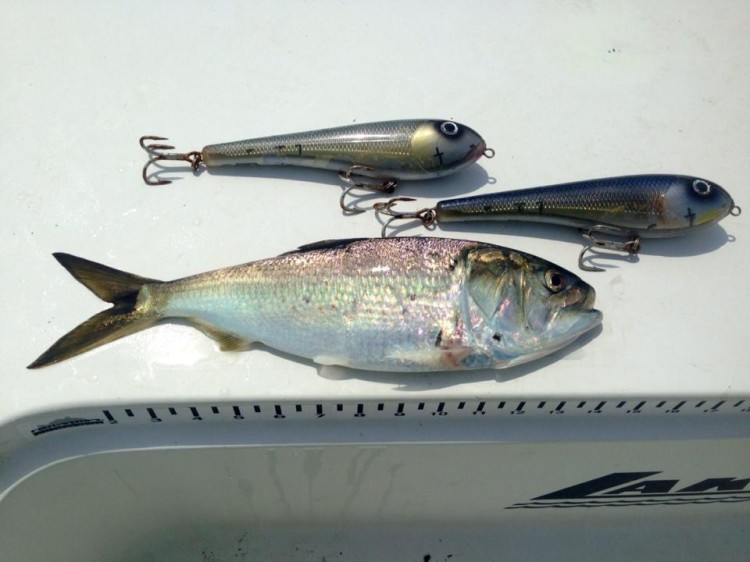 The bait in Western Long Island Sound is bunker - try to match the hatch with plugs, like these River2Sea Wide Glides.