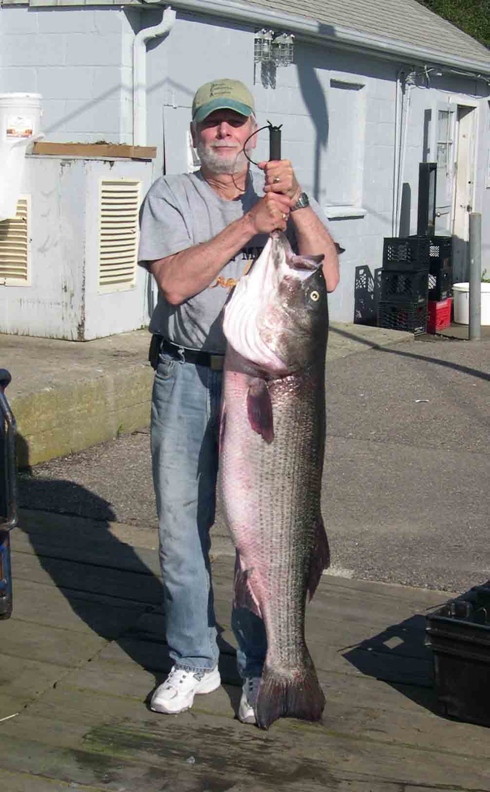 The author with a 51-pound striper entered into the 2009 Striper Cup.