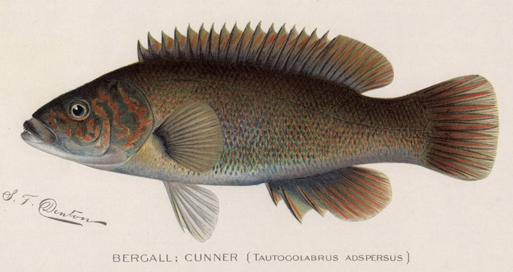 One man’s trash fish is another mans treasure. Bergalls (A.K.A. cunner) are a favorite food for whopper fluke, and they’re easy to find.