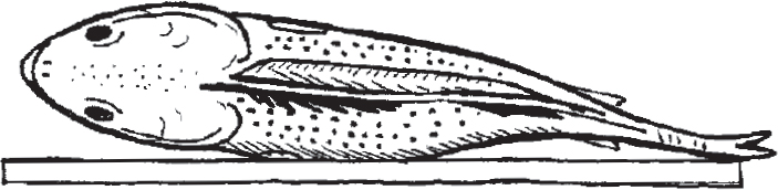 Cut down the spine on the first filet, then flip the fish over.