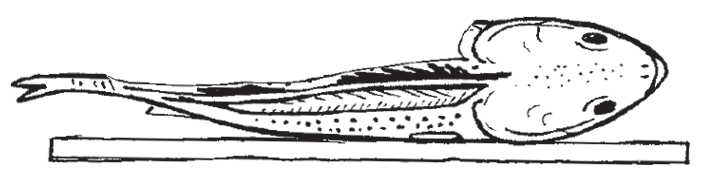 Now remove the second filet. Flip the fish over again and finish off the first filet.