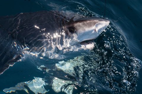 2nd Annual Shark’s Eye Tournament Recap