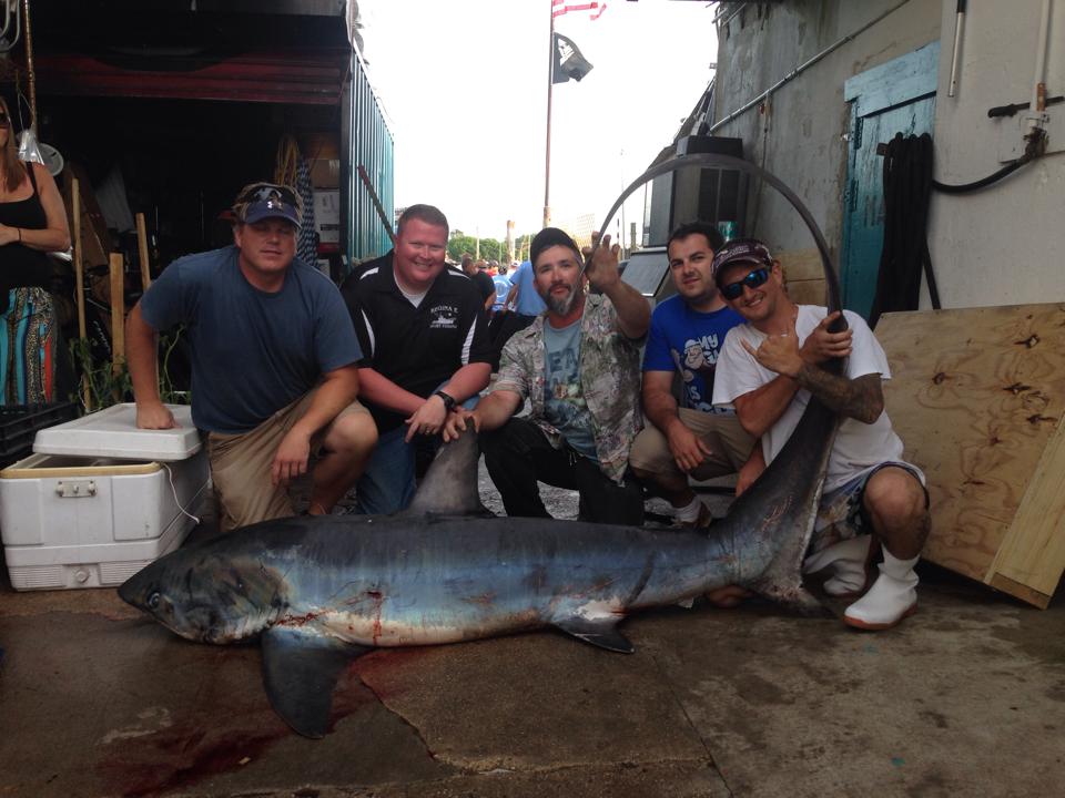 Regina E Sportfishing hauled in this big thresher last weekend.
