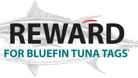 Rewards Given for Bluefin Tuna Tags