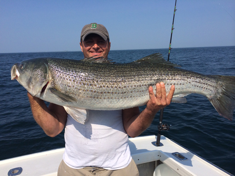 CJ Victoria charter Derek hoists all 51 1/2" of striper which he took on Wednesday morning with a live mackerel.