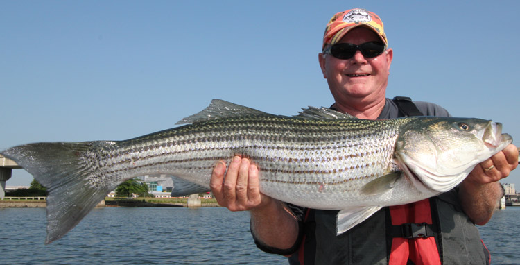 Dave Panarello of Malden tube-and-wormed this 36-inch bass, which was feeding on herring fry among a tributary of Boston Harbor.