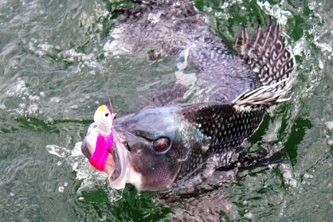 Input Needed: Massachusetts Black Sea Bass Regulations