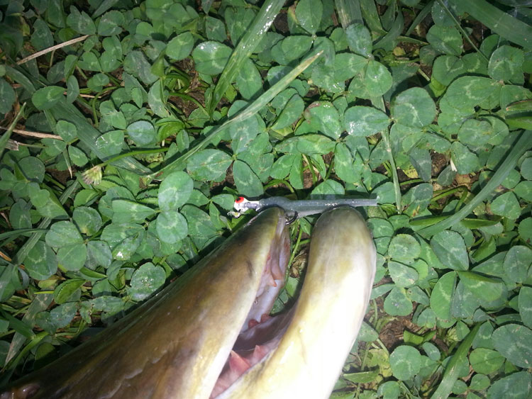 Big bait means big fish? Maybe not! After watching countless Muskellunge anglers casting and trolling those 12 to 14 inch plugs in all kinds of different colors, this 42-inch beauty fell for a one-inch long Crappie rig!