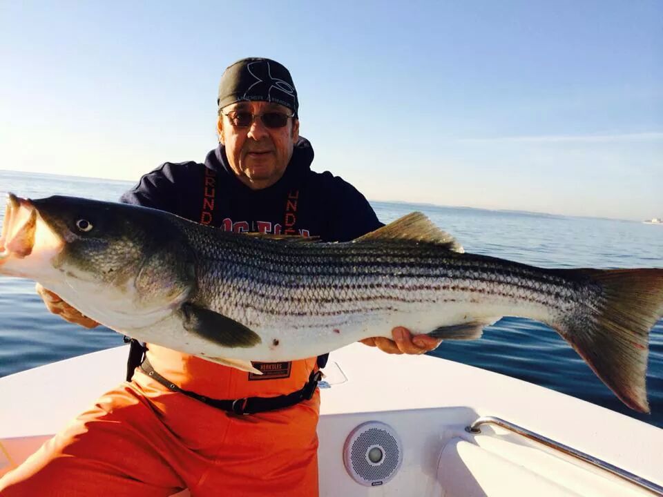 Antonio Lopez with a beautiful Boston Harbor striper taken this week.