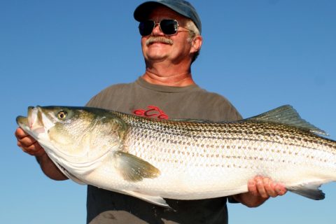 Striped Bass Management Public Hearings Scheduled