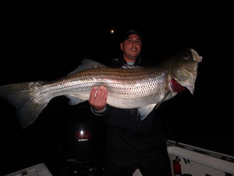 Matt Cascella with another large striper from Reel Cast Charters.