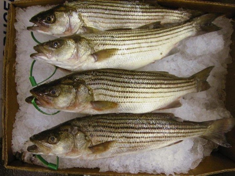 commercial striped bass