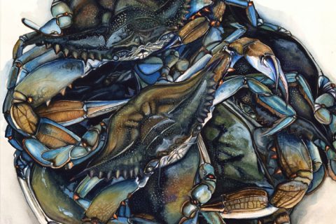Crazy for Blue Crabs