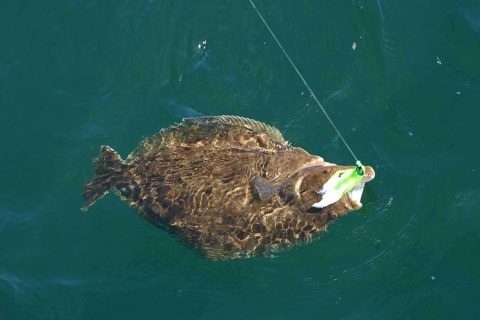 Monster Montauk Fluke