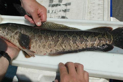 New Jersey Snakeheads Bring Challenges and Opportunities for Anglers