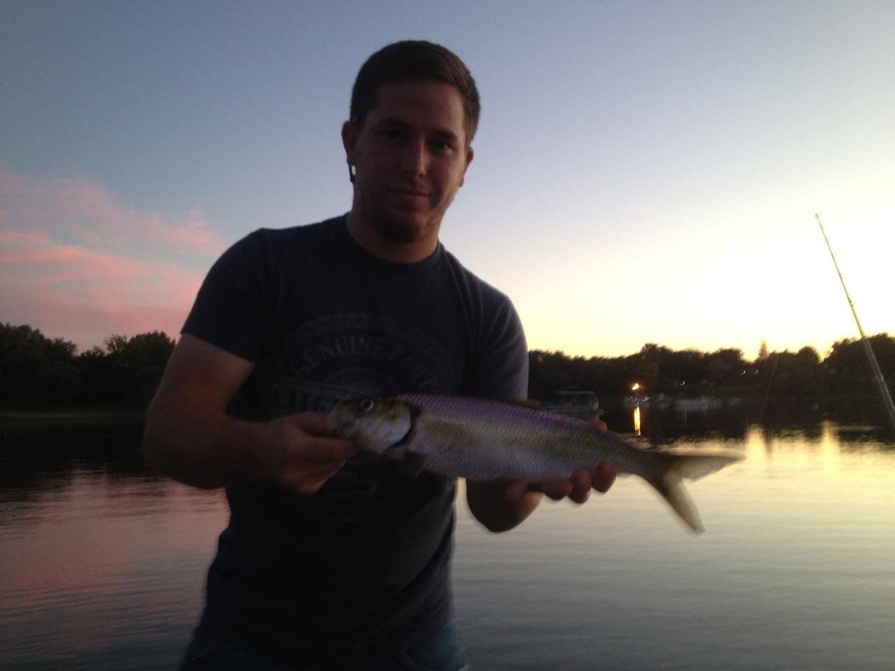 Ryan Ammerman with a typical CT river shad taken on a 2 inch pearl colored curl tail grub on a white 1/8oz jig head.