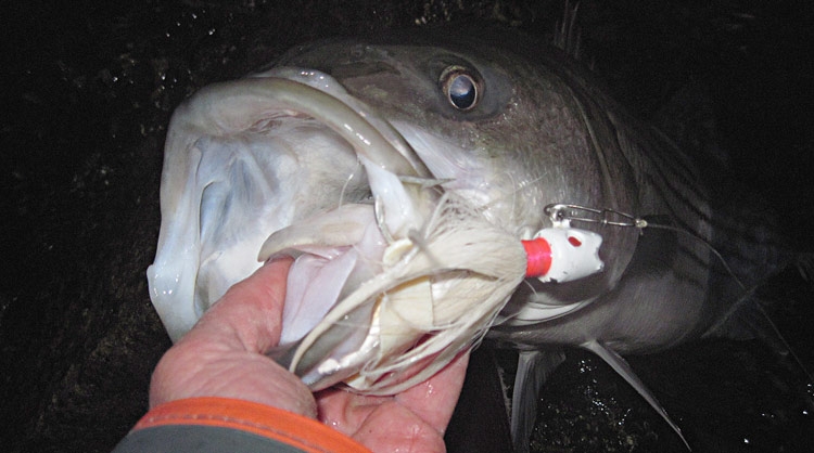 bucktail striped bass