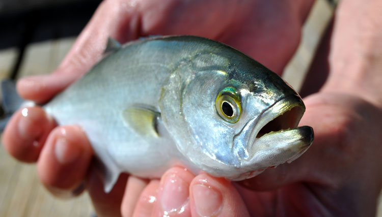 At 6 inches, snappers already have all the characteristics of full-grown bluefish.