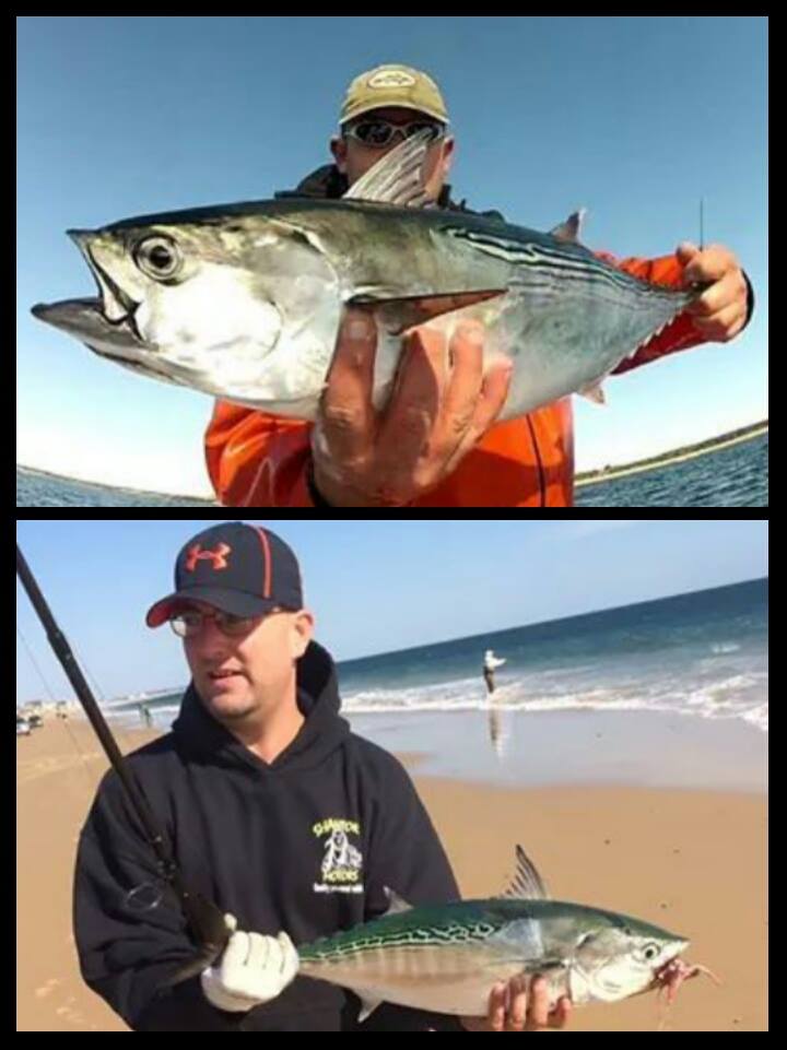 Pictured is Brian Kirby and Mike Coats with some albies from both boat and the surf.