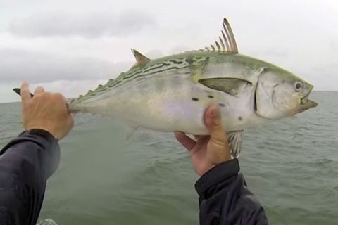 VIDEO: Incredible Albie Blitz Footage!