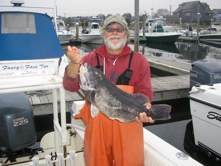 Captain Thom Pelletier holds a hefty Rhode Island tautog, weighed in at Quaker Lane Bait and Tackle.