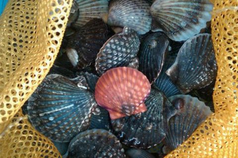 Bay Scallops