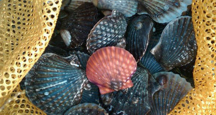 Bay Scallops