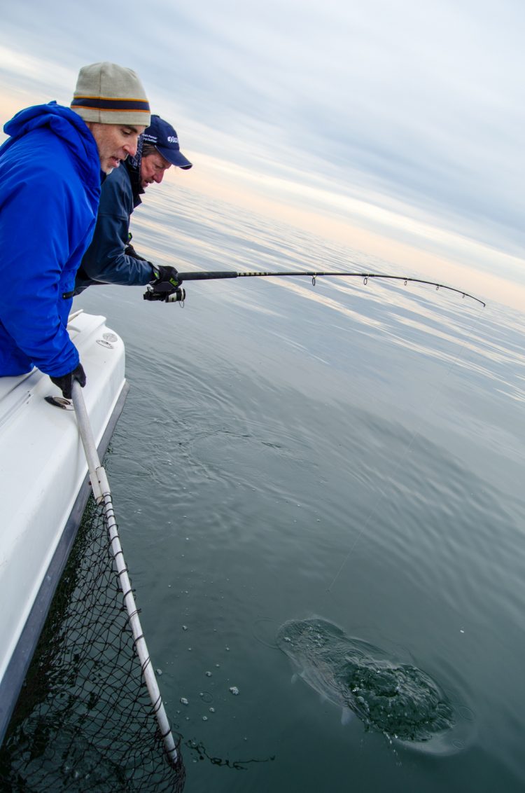 Captain Ed Berger steers a 20-pounder toward the net. 